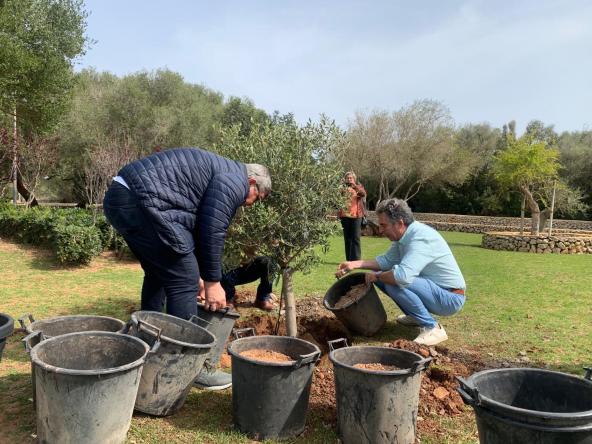 MAH plantación olivo